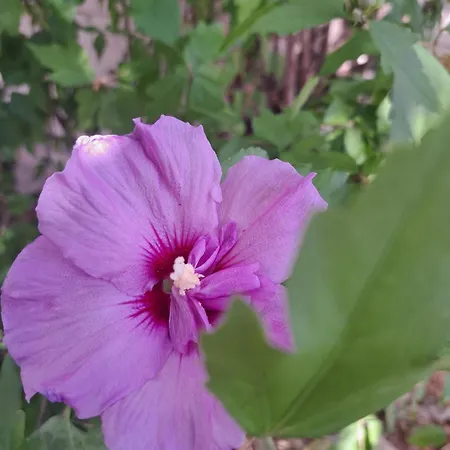 House Le Havre Du Négociant * Allonnes (Maine-et-Loire)